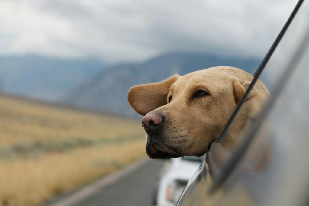 how-to-travel-with-a-pet-by-car